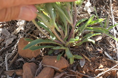 Townsendia grandiflora