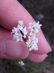 Galium xeroticum