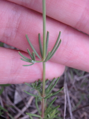 Galium xeroticum
