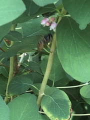 Dolichovespula saxonica