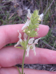 Stachys atherocalyx