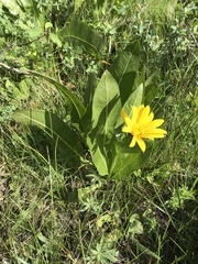 Wyethia amplexicaulis