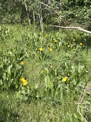 Wyethia amplexicaulis