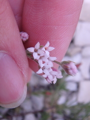 Asperula supina