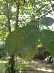 Magnoliopsida