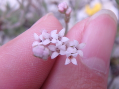 Asperula supina