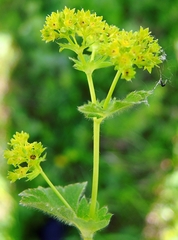 Alchemilla tubulosa