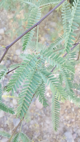 velvet mesquite