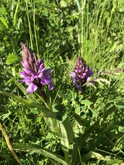 Dactylorhiza maculata