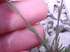 Asperula supina