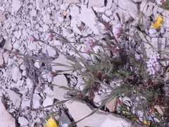 Asperula supina