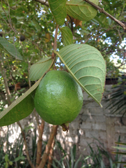 Magnoliopsida