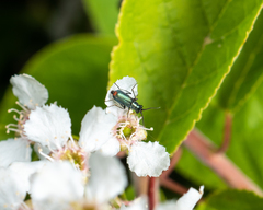 Cordylepherus viridis