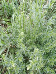 Galium mollugo