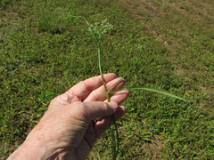 Limnosciadium pinnatum