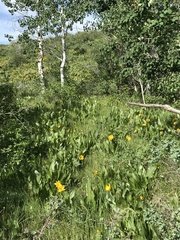 Wyethia amplexicaulis