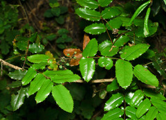 Berberis pinnata pinnata