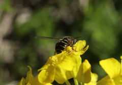 Dasysyrphus venustus