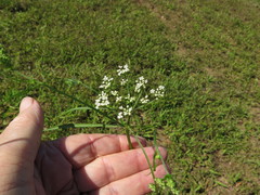 Limnosciadium pinnatum