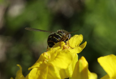 Dasysyrphus venustus