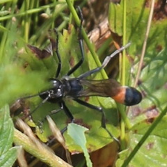 Ammophila sabulosa