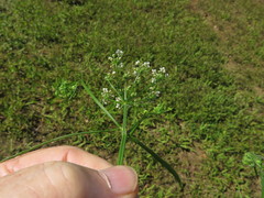 Limnosciadium pinnatum