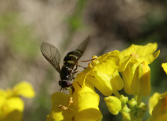 Dasysyrphus venustus