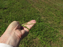 Limnosciadium pinnatum