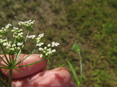 Limnosciadium pinnatum