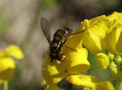 Dasysyrphus venustus