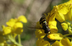 Dasysyrphus venustus
