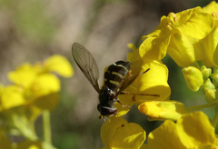 Dasysyrphus venustus