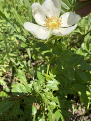 Rosa foliolosa