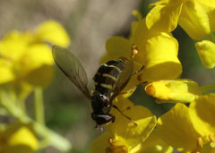 Dasysyrphus venustus