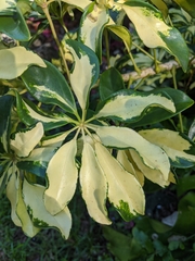 Heptapleurum arboricola