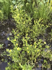 Ranunculus sceleratus multifidus