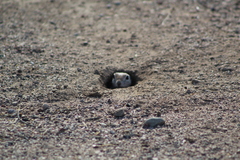 Xerospermophilus tereticaudus