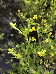 Ranunculus sceleratus multifidus