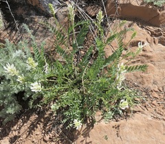 Astragalus laxmannii robustior