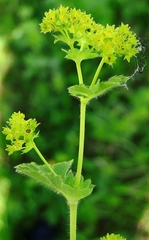 Alchemilla tubulosa