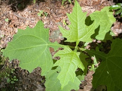Smallanthus uvedalia