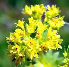 Alchemilla tubulosa