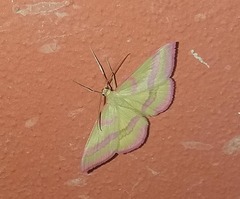 Rhodostrophia calabra