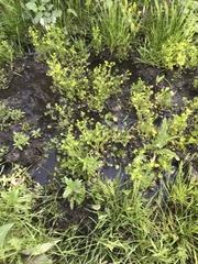 Ranunculus sceleratus multifidus