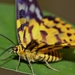 False Tiger Moths - Photo (c) Thomas Brown, some rights reserved (CC BY)