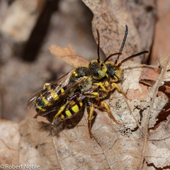 Nomada luteoloides