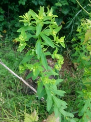 Helioscopia