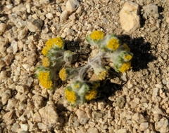 Eriophyllum pringlei