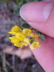 Medicago cretacea