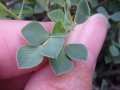 Medicago cretacea
